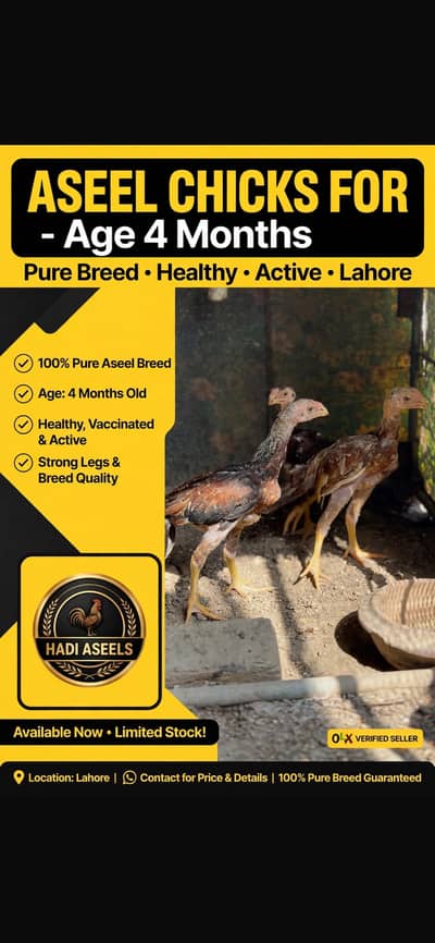> * Pure Parrot Beak Chicks - Age 4 Months - For Sale Lahore
