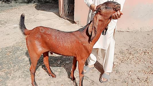 Goats | Beetal and Nagra Cross | Nagra Khasi Patha | Goat For sale