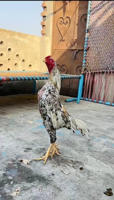 japnis indian shamo pathaa