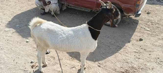 Goat for sale patery