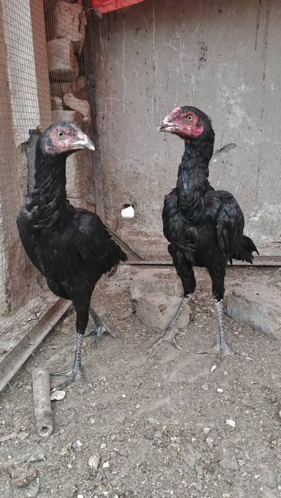 Thai Cross Aseel pair