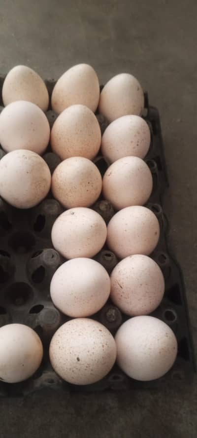 turkey eggs  400 per egg
