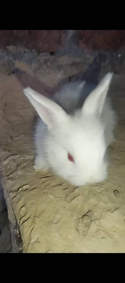 English angora rabbit bunny