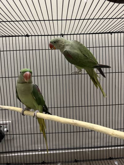 Raw parrot pair, with cage