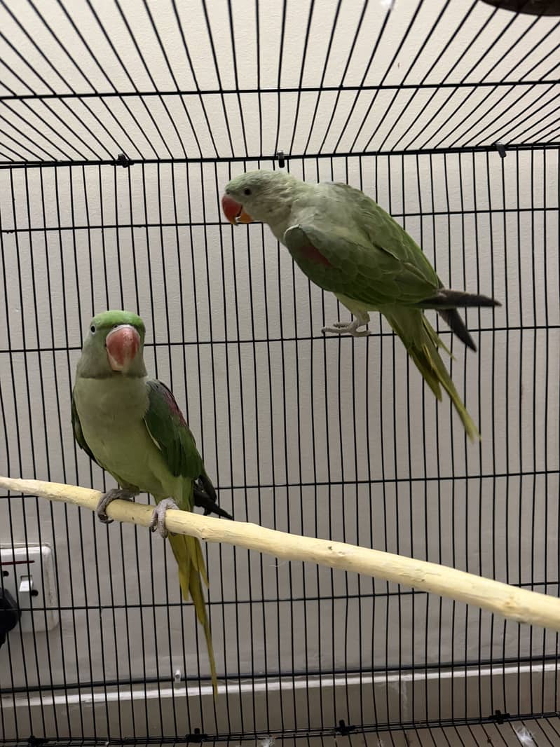 Raw parrot pair, with cage 0