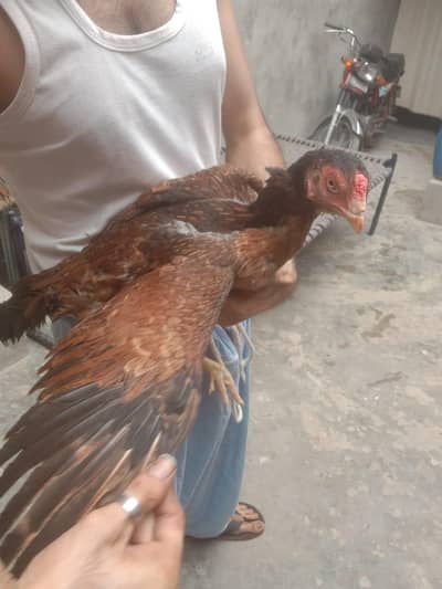 Pure Aseel Hen and Mianwali patha