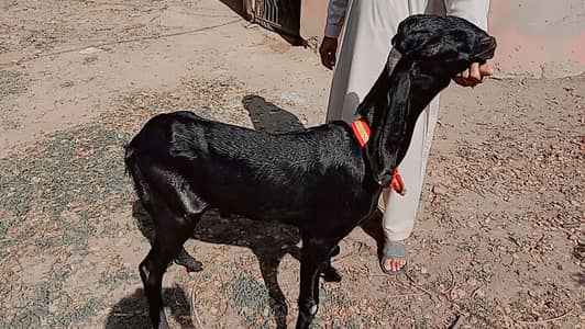 Goats | Beetal and Nagri Cross | Nagra Patha Bakra | Goats For sale