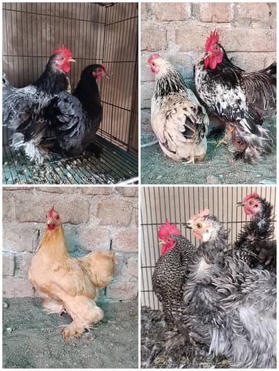 bantam | fancy hen | black bantam | golden bantam 03096360200