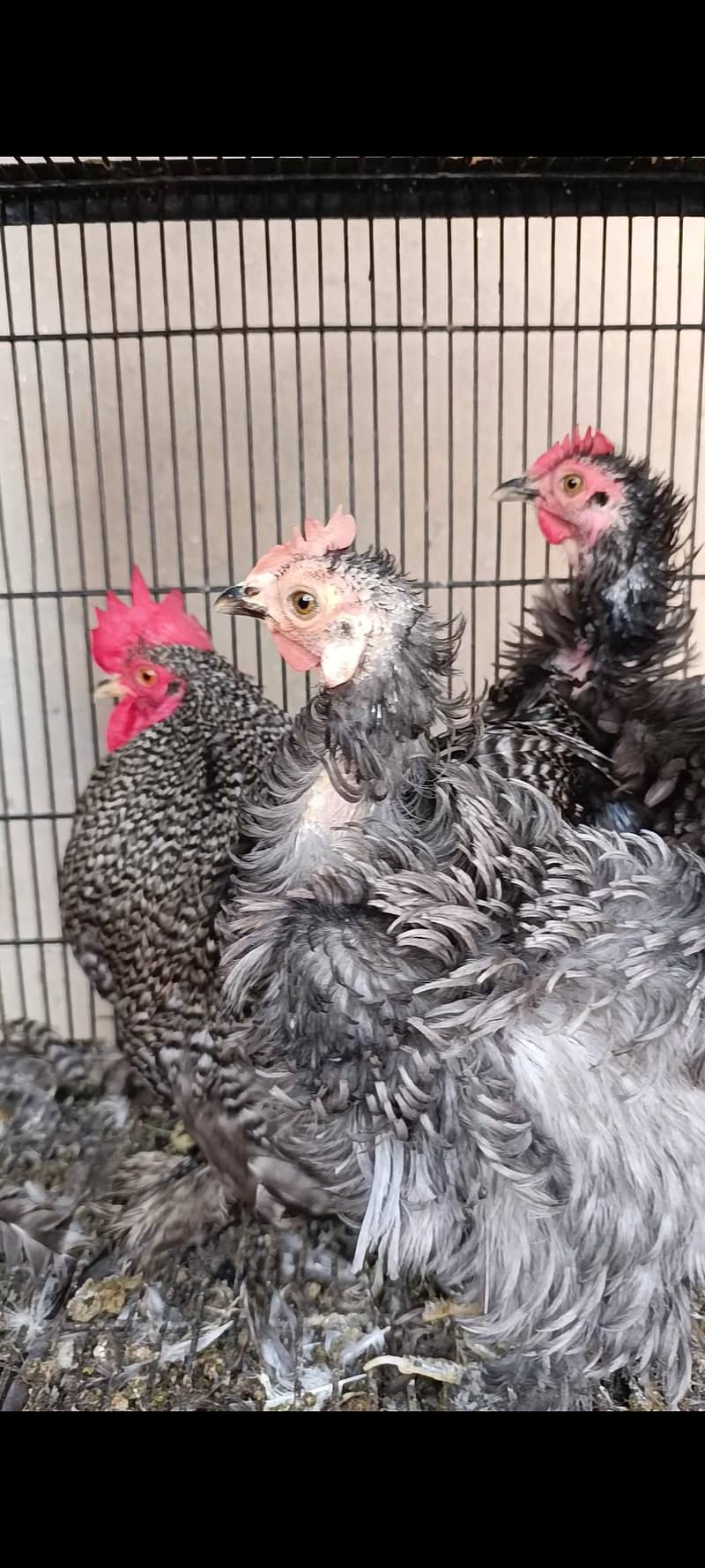 bantam | fancy hen | black bantam | golden bantam 03096360200 - Hens ...