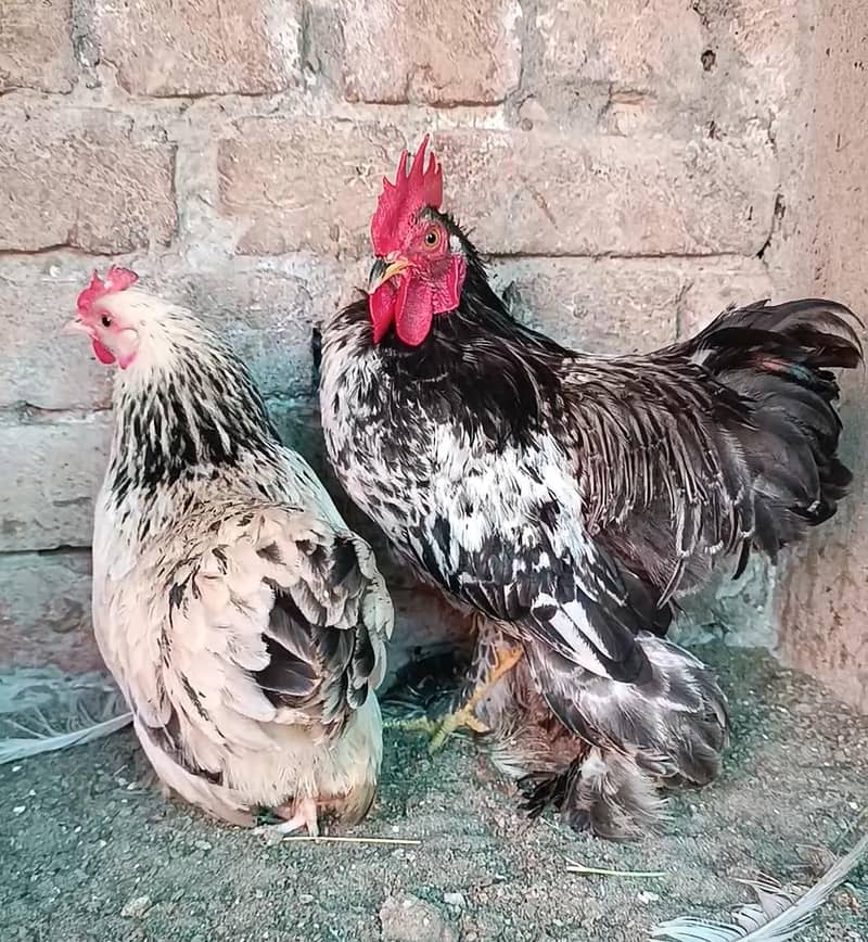 bantam | fancy hen | black bantam | golden bantam 03096360200 - Hens ...