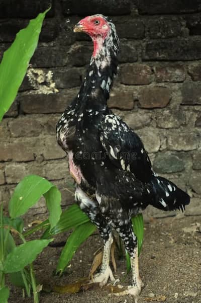 Shamo.    Male and female 03214171823