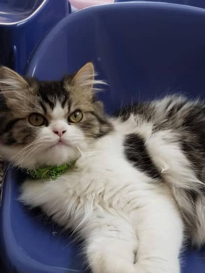 Male persian kitten for sale