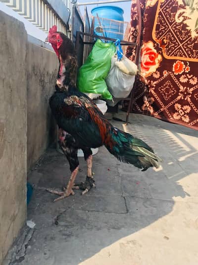 Aseel Thai Sindhi