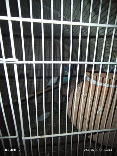budgie pairs with cage