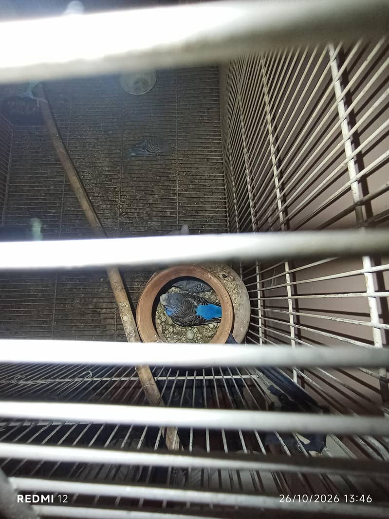 budgie pairs with cage - Parrots - 1120892438