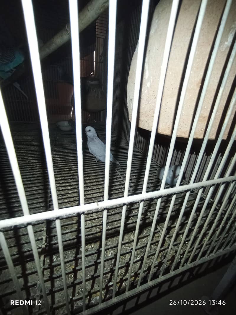 budgie pairs with cage - Parrots - 1120892438