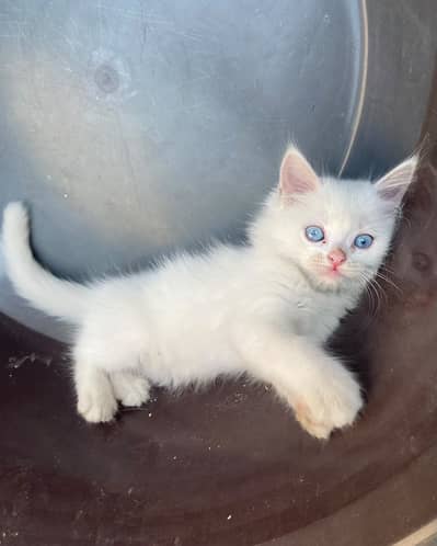 Persian Kitten's