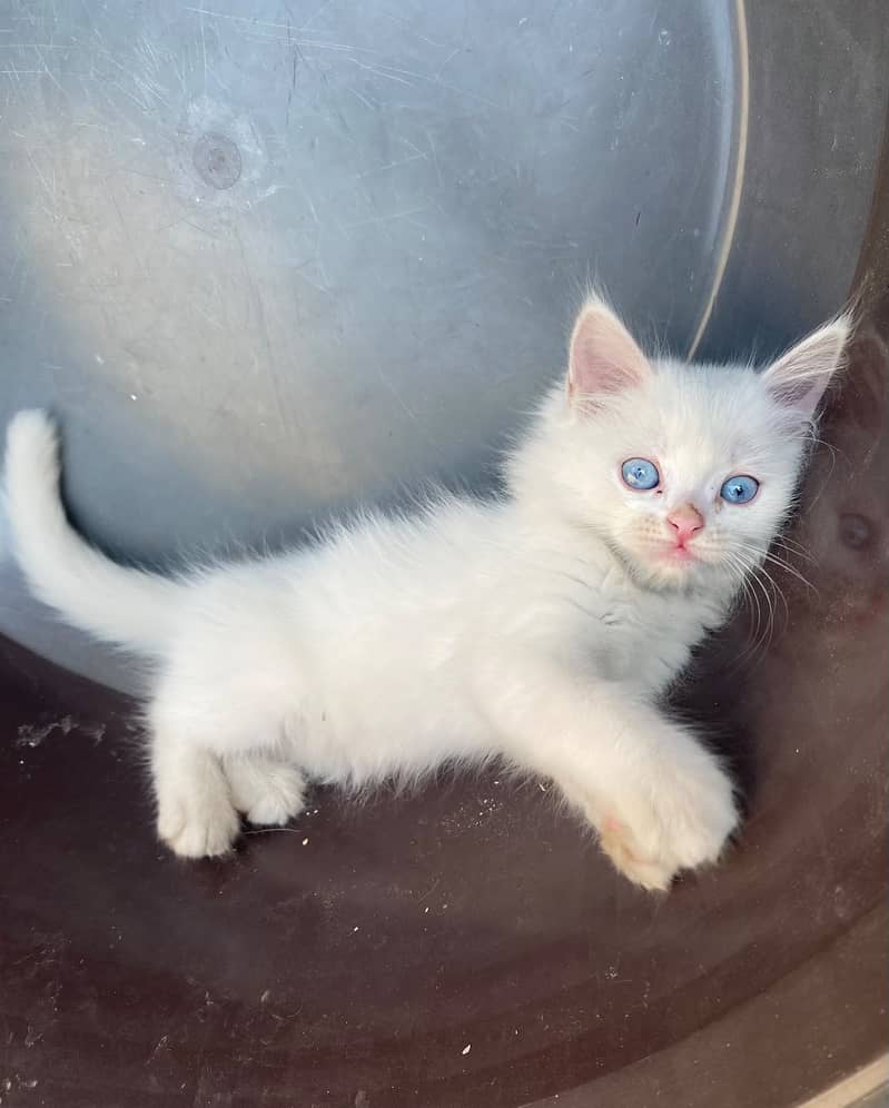 Persian Kitten's 0