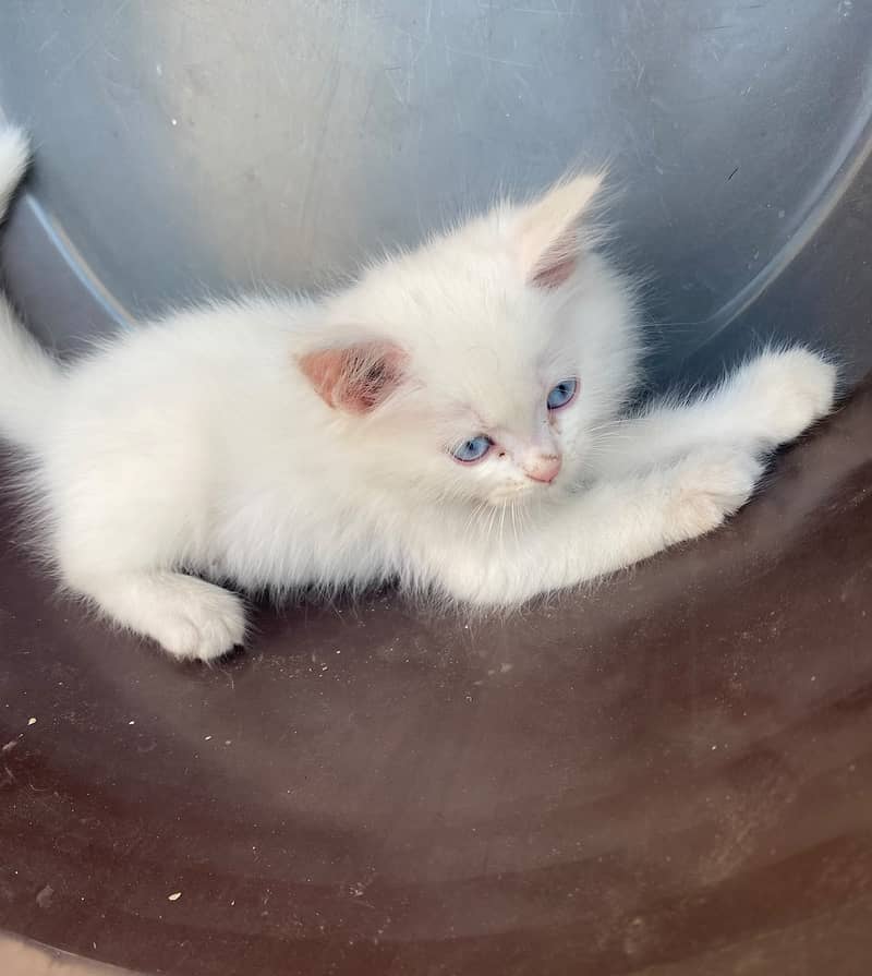 Persian Kitten's 1