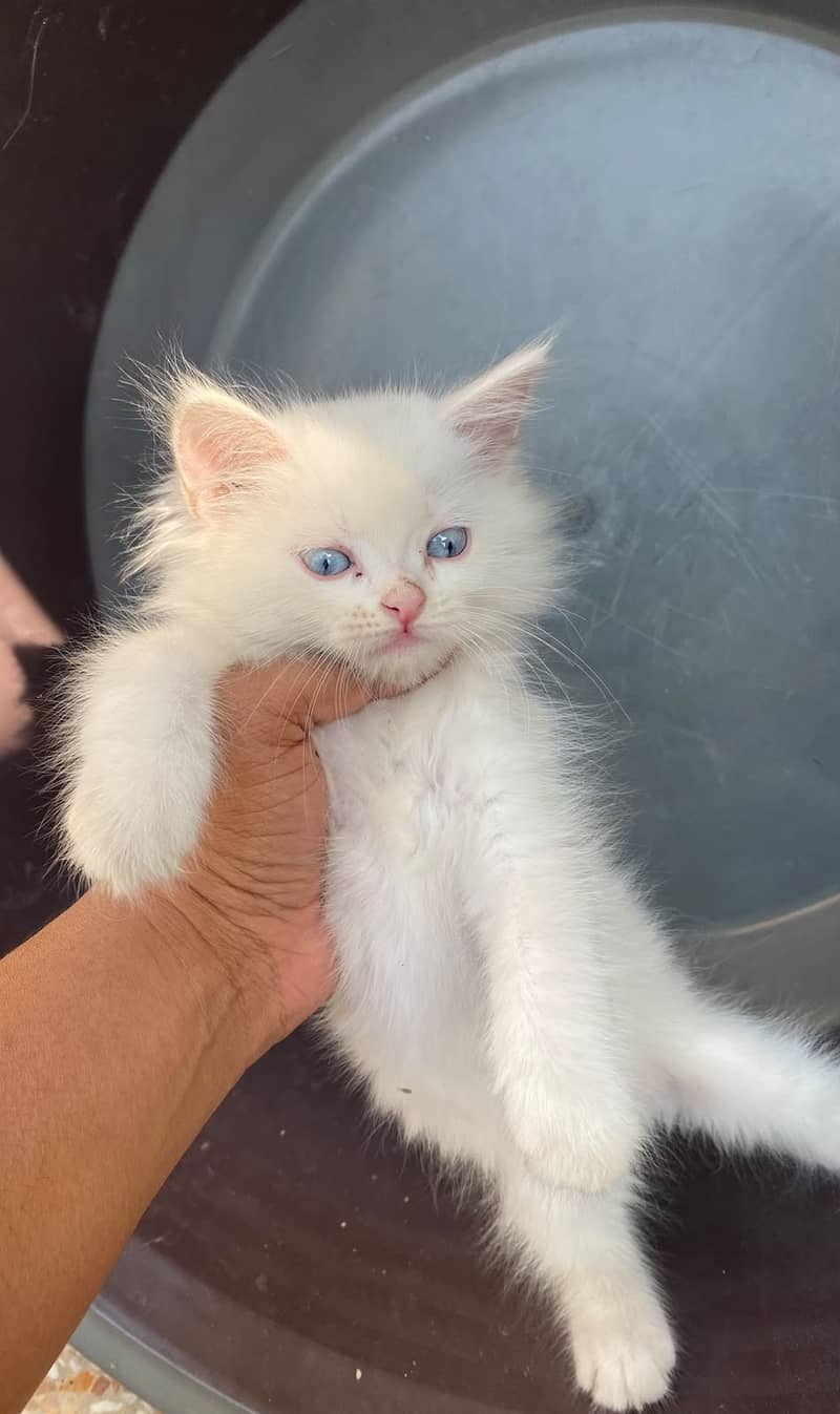 Persian Kitten's 3