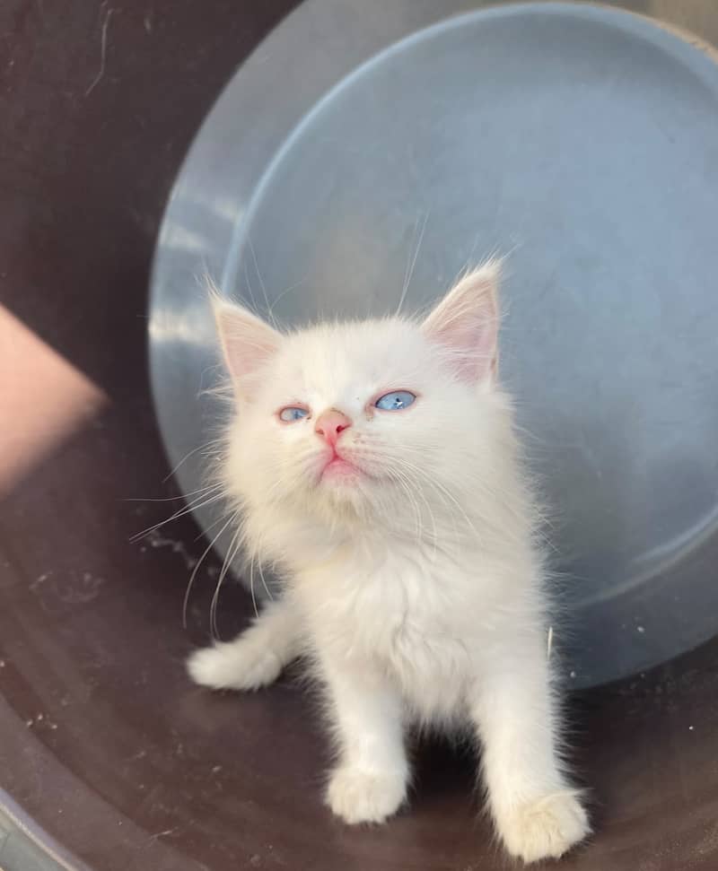 Persian Kitten's 4