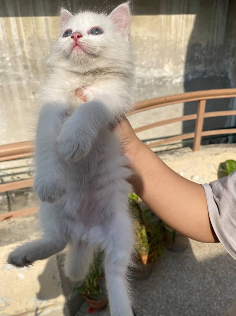 Persian Kitten's 5