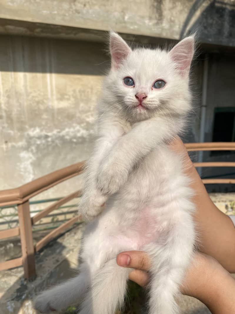 Persian Kitten's 6
