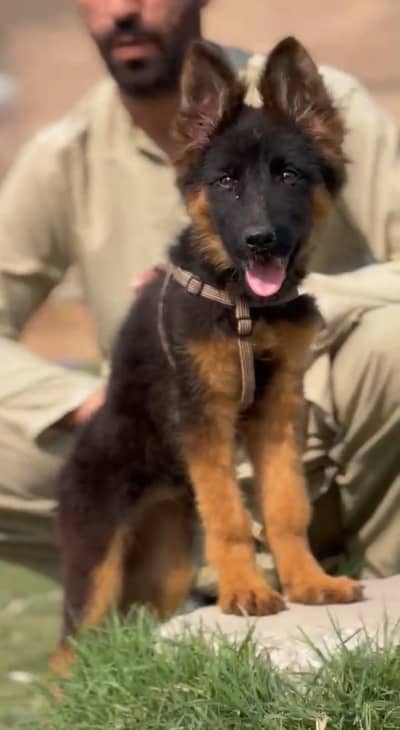 Top Quality German Shepherd Puppies | Long Coat | GSD female
