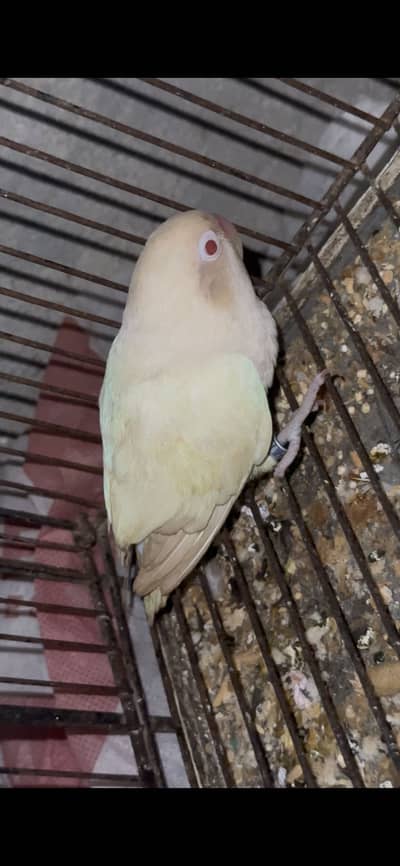 Lovebirds for sale albino red eyes+grey parsonata yellow creamino pair