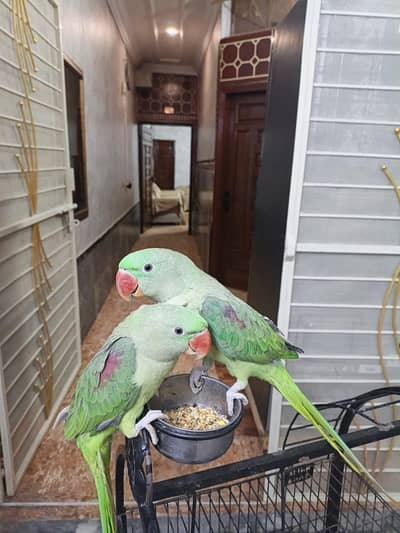 Parrot for sale