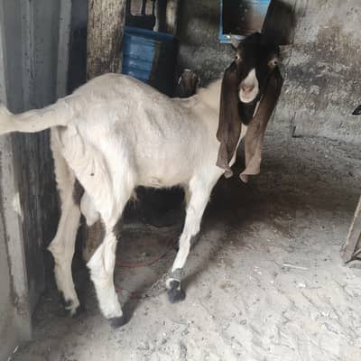 Kamori cross Ka pair ha Pateri Nasal Ha donon ki umer 10 month ha