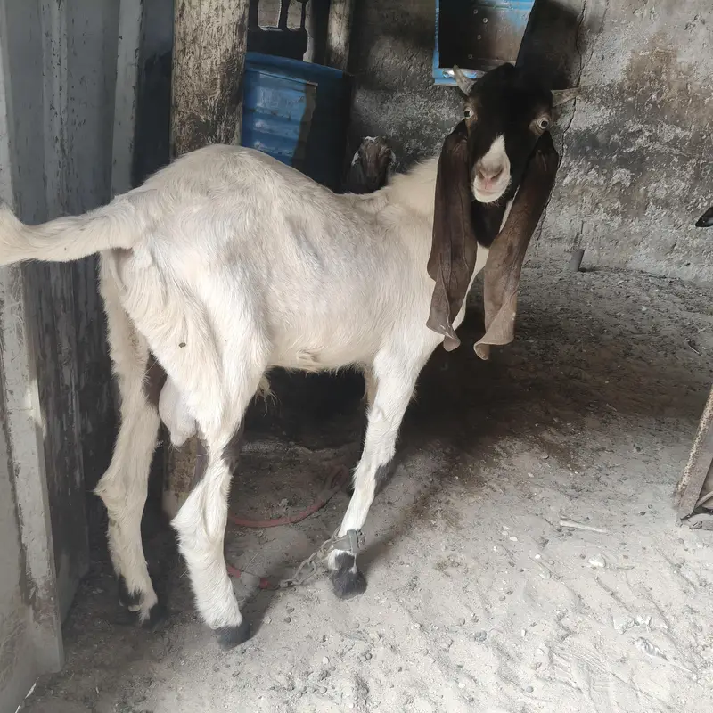 Kamori cross Ka pair ha Pateri Nasal Ha donon ki umer 10 month ha