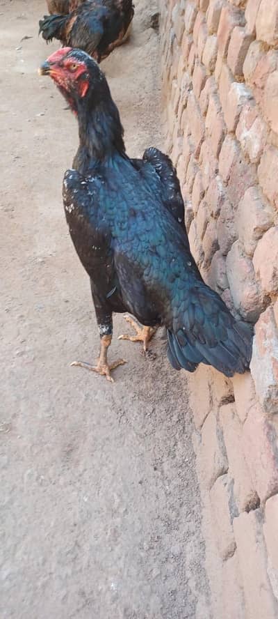jarman king o shamo