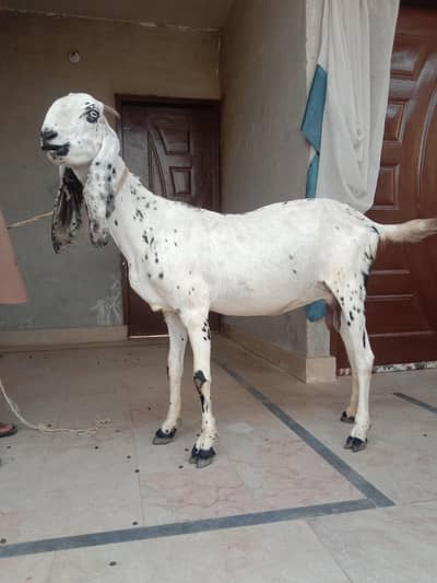 Pregnant Goat Available