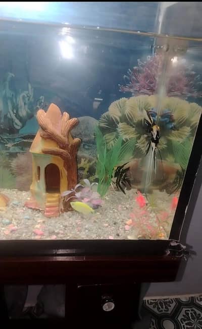 Mukammal Aquarium Stand Aur Machliyon Ke Sath Sale karna hai