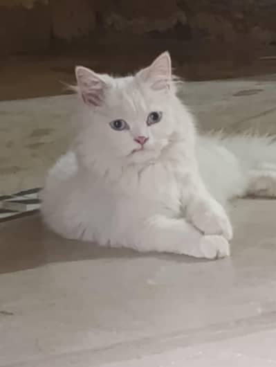 cat for sale healthy and beautiful