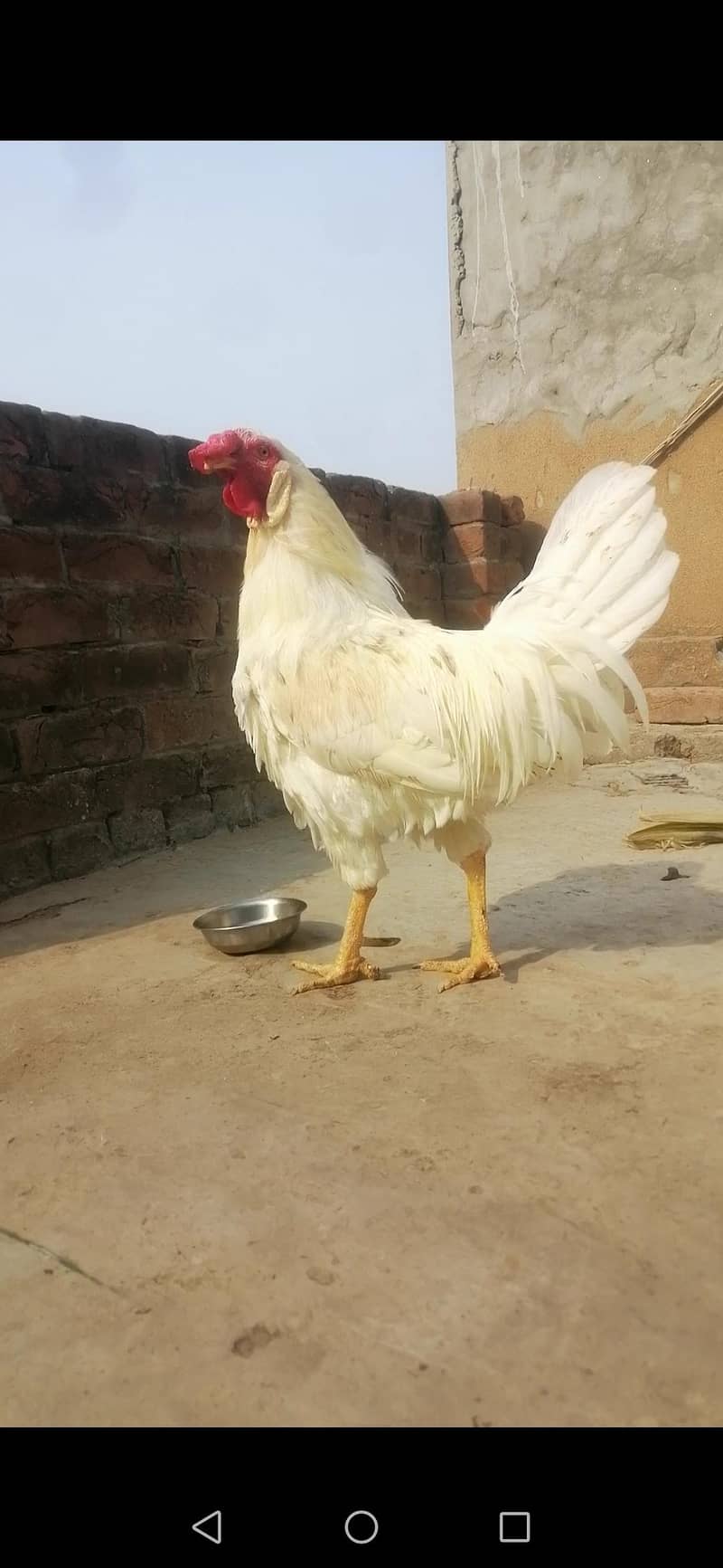 Murga 0