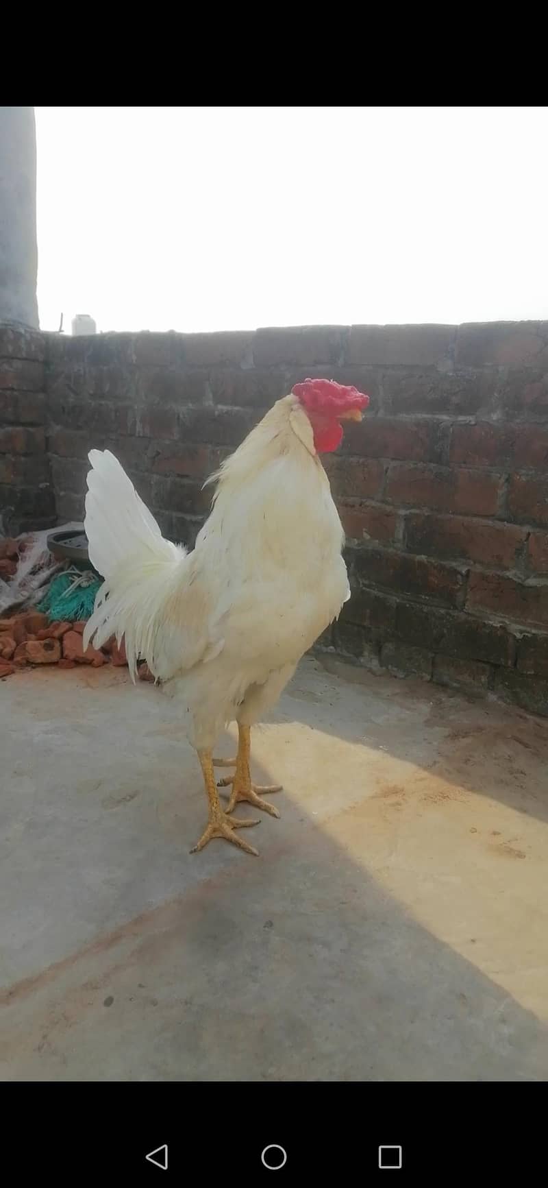 Murga 1