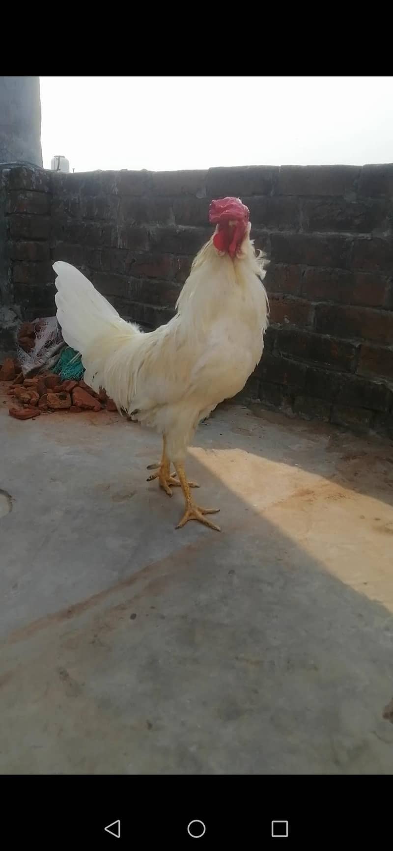 Murga 2