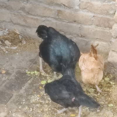 Aseel Mushka Pair