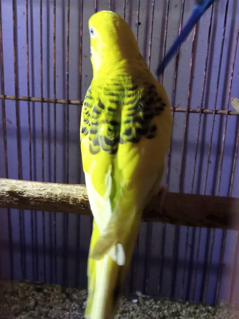 undersized female 1
