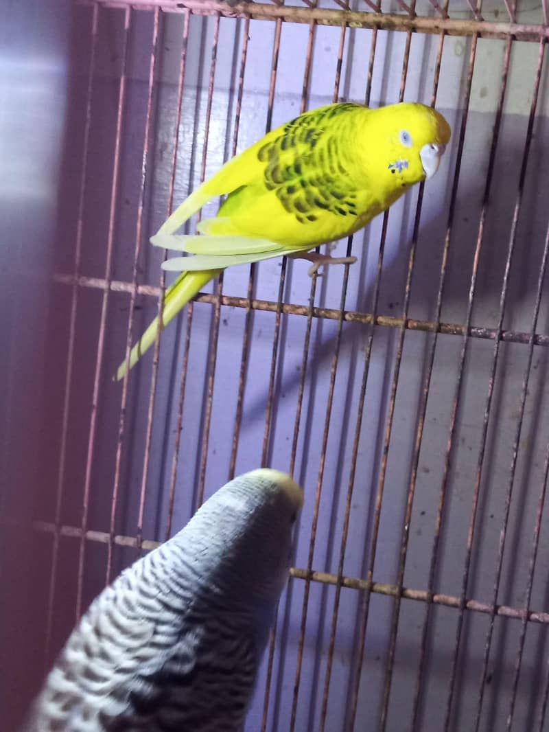 undersized female 2