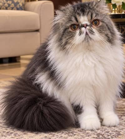 CFA Registered Pure Peki Male Cat Available for Stud Service