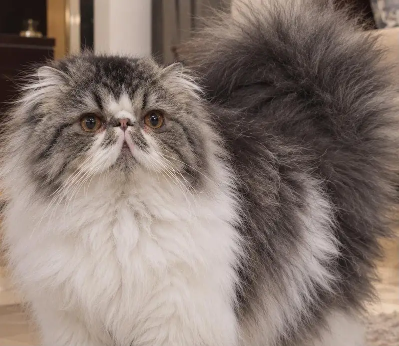 CFA Registered Pure Peki Male Cat Available for Stud Service — photo 2