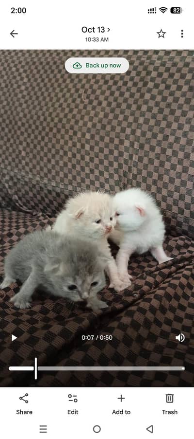 3 Female Parsion cats Doll Face for sale age total 01 month