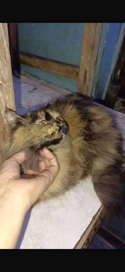 Persian pregnant cat
