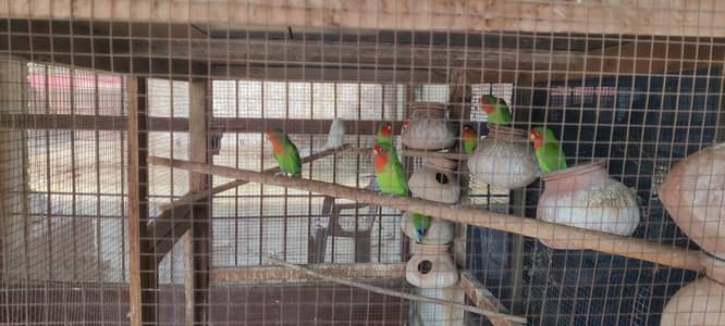 lovebird