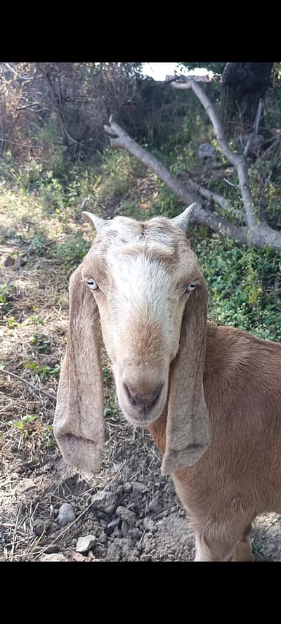 Fresh 2 Teeth Female Goat for Sale – Rs. 37,000