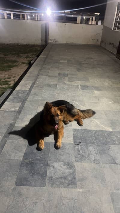 German shepherd male dog