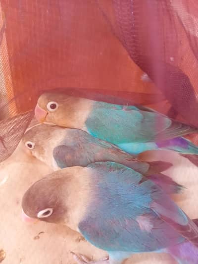 Blue pasnata pair with 1 adult chick